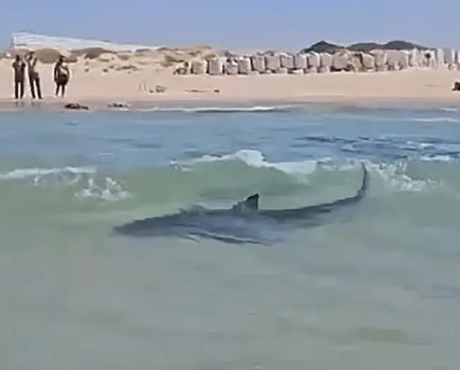 Shark swimming near shore with people on the beach.