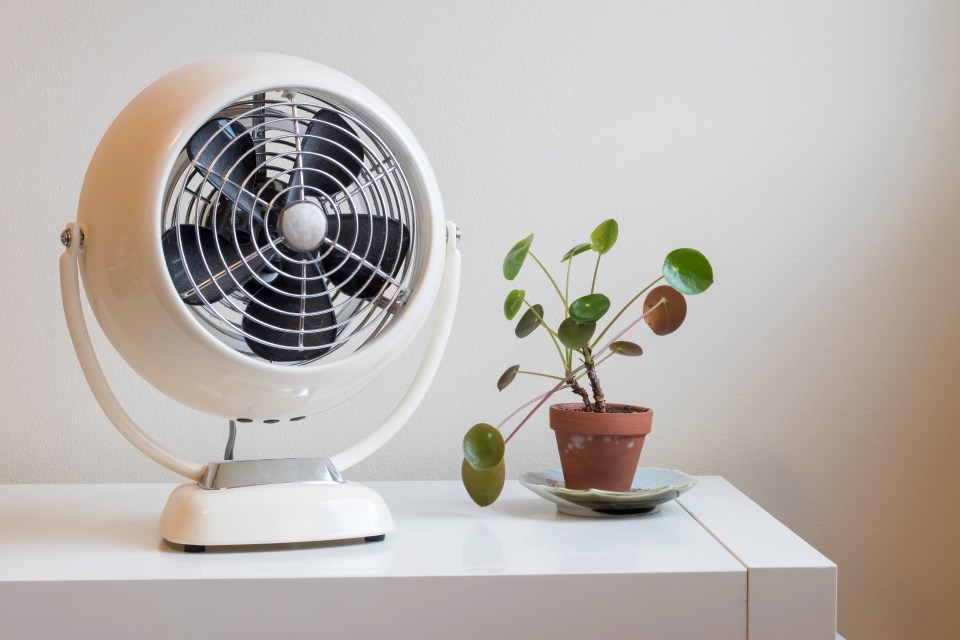 White vintage desk fan and small plant on a white desk.