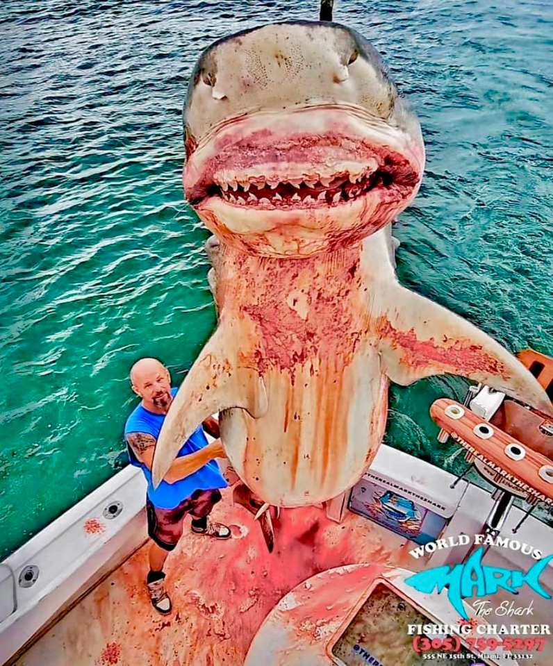 Man holding a large shark on a boat.