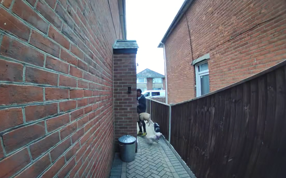 Person walking two dogs down a brick alleyway.
