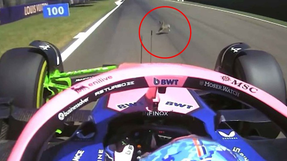 Rabbit running across a race track in front of a Formula 1 car.