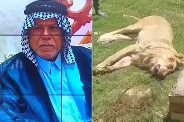 An image collage containing 2 images, Image 1 shows Aqil Fakhr al-Din, a man who kept lions in his garden, Image 2 shows Lion lying on the grass