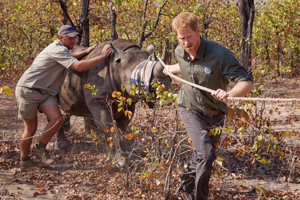 Prince Harry and a wildlife worker guiding a rhino.