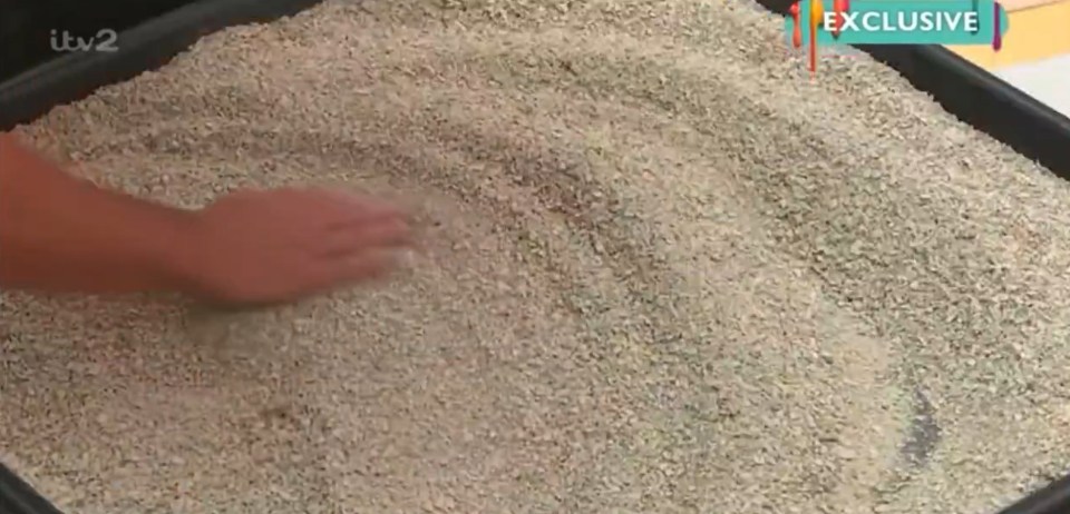 A hand in a large container of cat litter.