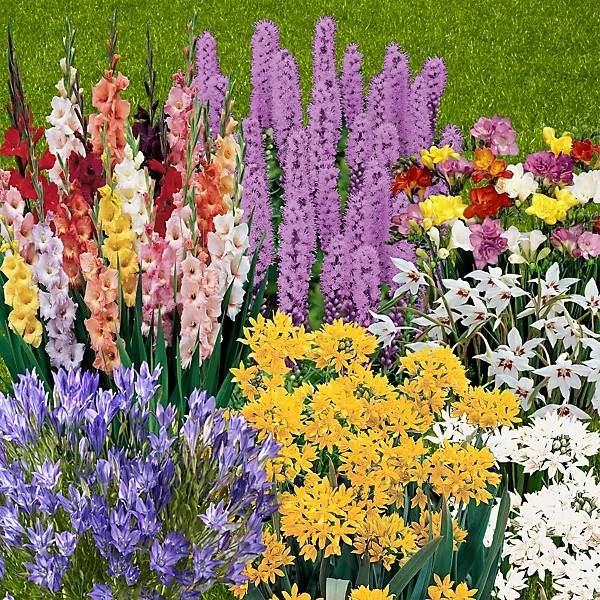 Assortment of summer flowering bulbs.